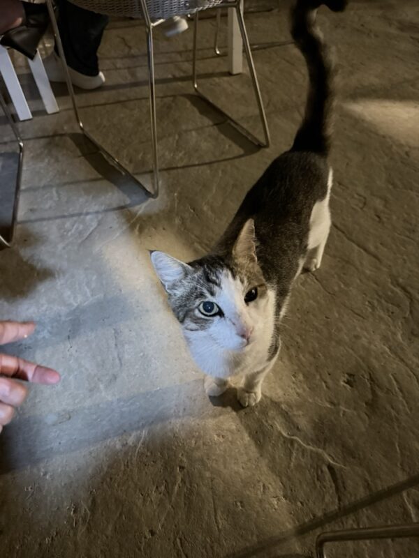 マルタらしく、猫がいます