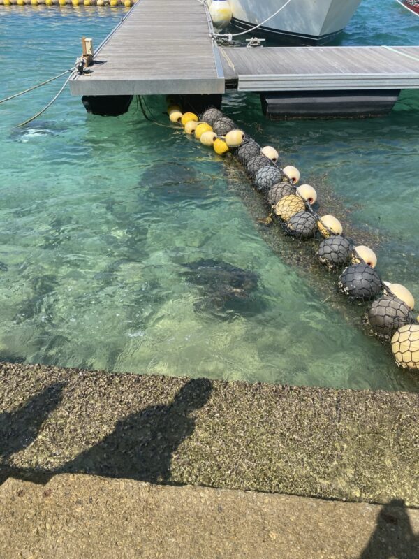 桟橋から見下ろした海。透明度はこのくらいです