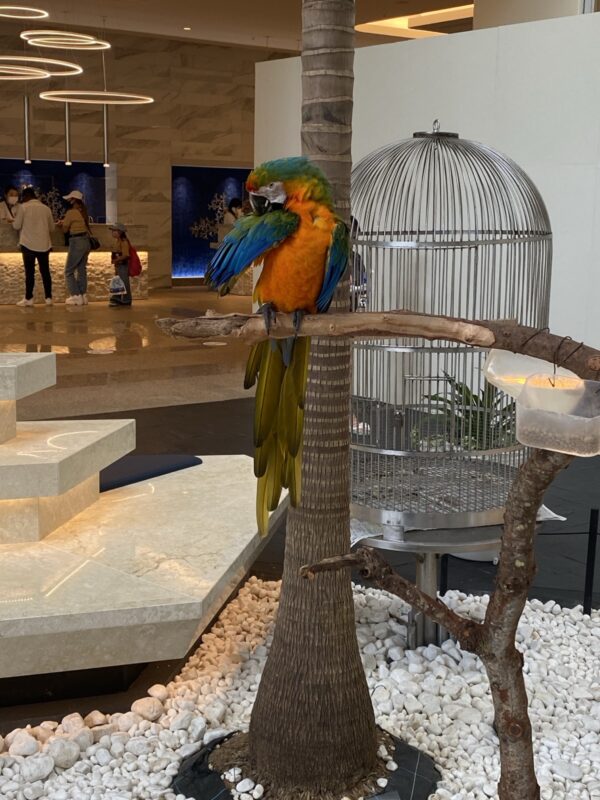 フロントには鳥がいます。チャーミーという名前で、人気者です