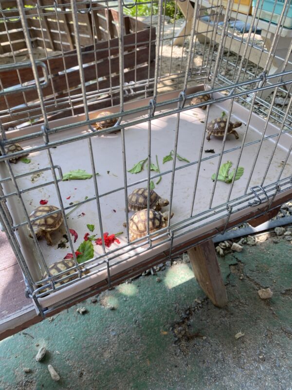 リクガメに餌をあげられます