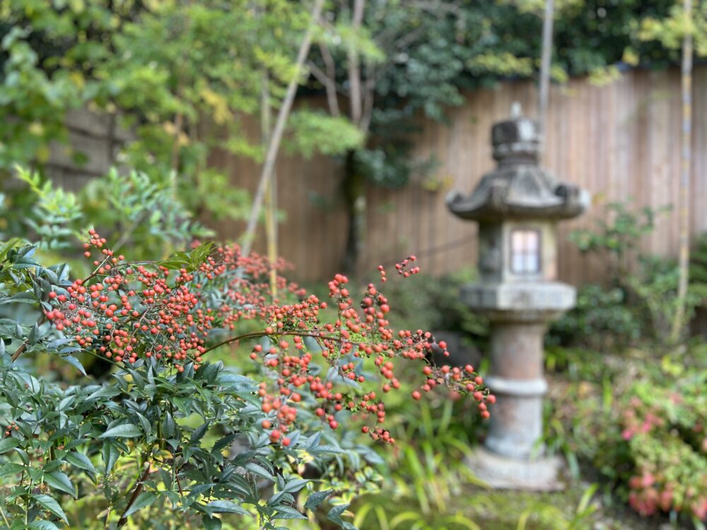 南天の実。季節ごとに庭の様子が変わります